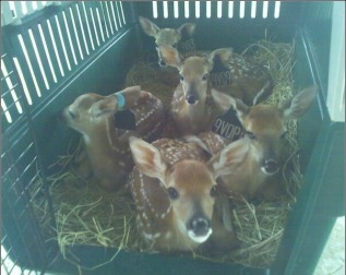 Bottle Raised Fawns