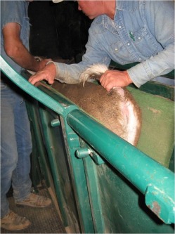 Whitetail deer in chute