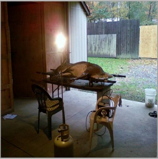 Buck collection