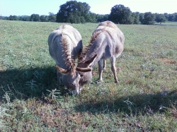 Insulin resistant miniature donkeys