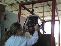 Dr. Candice Carden performing a complete mouth exam on a race horse
